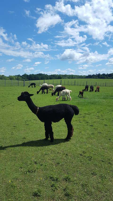 DL Farms (registered Alpaca Animals And Products)